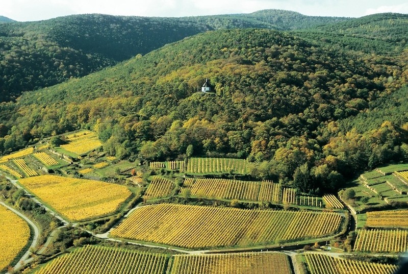 Segway Tour durch die Weinberge