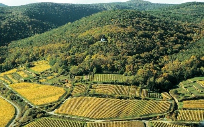 Deidesheimer Weinberge