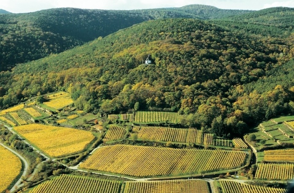 Deidesheimer Weinberge